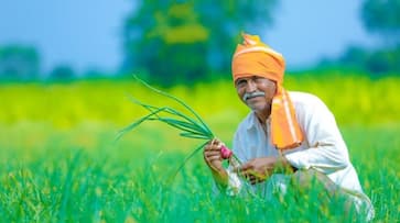 Kharif crop MSP rate Modi 3.0 government may hike MSP for Kharif crops by up to 10% say sources XSMN
