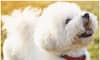 Labrador to Bichon Frise: Most cuddliest dog breeds in India 