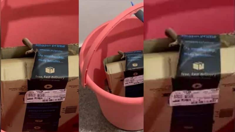 An Xbox is delivered to a Bengaluru IT couple who ordered a live cobra instead of a snake in their Amazon parcel. Business reply-rag