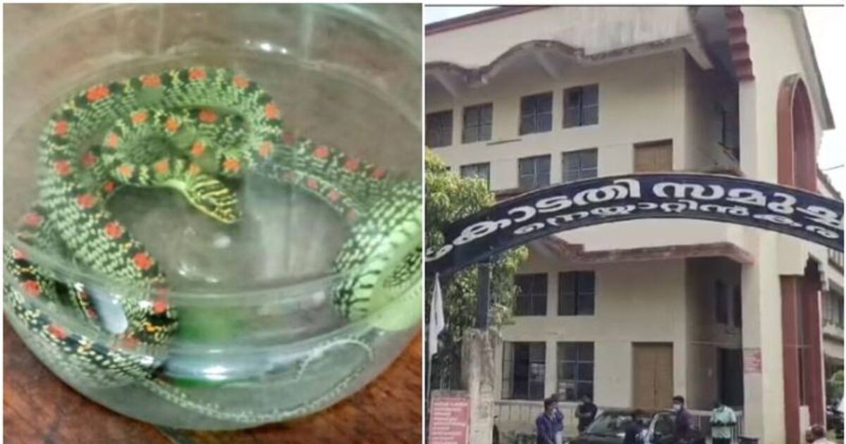 Snake found from thiruvananthapuram Neyyattinkara MACT court കോടതി