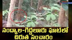 Leopard migration at Nandyala-Giddalur Ghat JMS