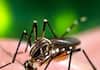 youth died by dengue in bengaluru nbn