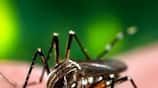 youth died by dengue in bengaluru nbn