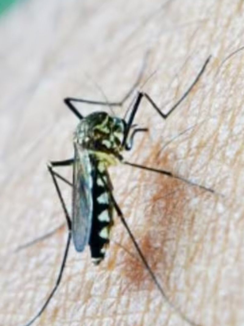 Dengue fever Plants to plant during monsoon that repel mosquitoes