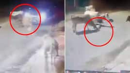 Chhattisgarh Man deliberately crushes cow calf with car in Bilaspur; disturbing video goes viral (WATCH) AJR