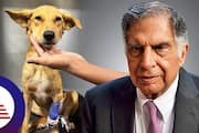Ratan Tata appeal blood donors to save 6 month old puppy with life threatening autoimmune diseases ckm