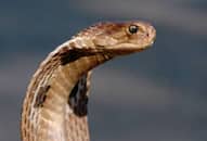 7 Animals That Hunt and Conquer Snakes NTI