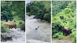 A video of a wild elephant swept away by a wild flood near the Nilgiris has gone viral on the internet vel