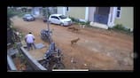 street dogs chase small boy and try to bite in coimbatore video goes viral vel