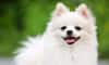 Pomeranian to Shih Tzu: Top 5 most adorable dog breeds in India 