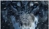 Wolf to Owl: 5 Animals believed to hold spiritual meaning 