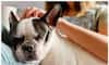 Bulldog to Pug: Top 5 lazy dog breeds in India 