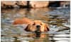 Labrador to Beagle: 5 Dog breeds in India that love playing in water 