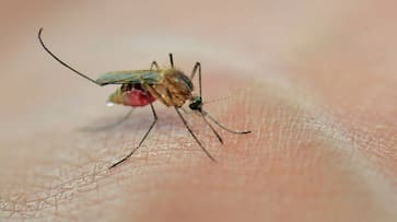 Zika Virus: Centre Issues Advisory to States Following Zika Virus Cases in Maharashtra NTI