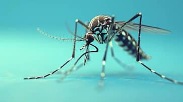 zika virus spreads in pune know pregnant woman risks microcephaly and prevention xbw