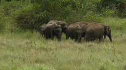 Shifting elephant camp from K Gudi to Budipadaga at chamarajanagara district  and a new safari center is also contemplated rav