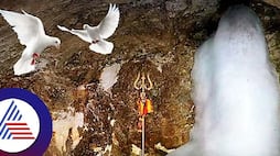 The Fascinating Tale of Immortal Pigeons in Amarnath Cave pav