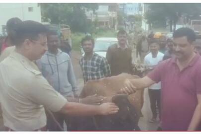 Chikkamagaluru SP Vikram Amate caught cattles in roads nbn