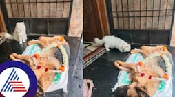 Cat tears after death of German Shepherd dog in home at dharwad rav