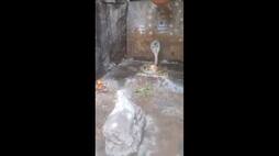 devotees witness rare sight as cobra coils around lingam at srisailam temple vel