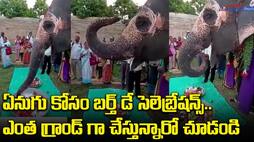 Elephant Birthday celebrations