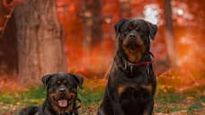 Rottweiler to German Shepherd-7 best guard dog breeds in India RBA EAI