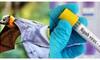 Nipah outbreak Malappuram worries ease So far 68 samples have been negative