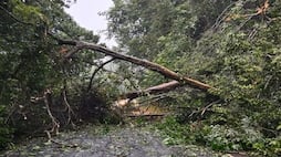 tree fallen due to heavy rain in chikkamagaluru grg 