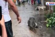 Viral video Crocodile roams village streets in Bijnor in up