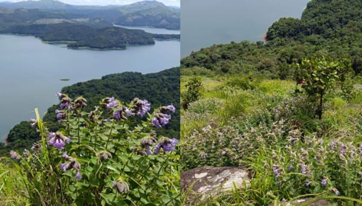 Rare Neelakurinji blossoms in Kerala's Idukki draws curious visitors