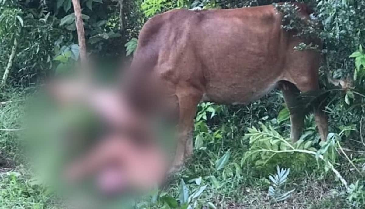 SHOCKING! Russian tourist gored by cow after alleged sexual assault attempt in Thailand; WATCH viral video