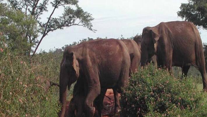 People requesting to set up a tunnel for drinking water for wild animals People requesting to set up a tunnel for drinking water for wild animals