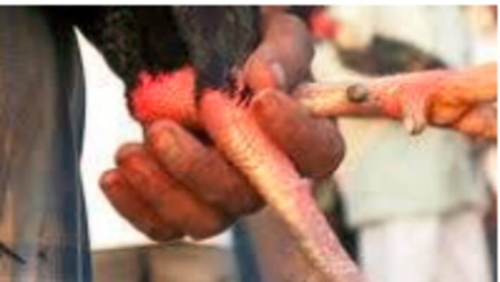 man dies after kodi kathi hits him in sankranthi celebrations man dies after kodi kathi hits him in sankranthi celebrations