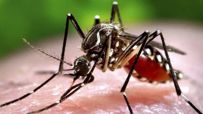a few important information about mosquito a few important information about mosquito