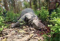 South Africa: Rhino poaching drops, elephant poaching rises