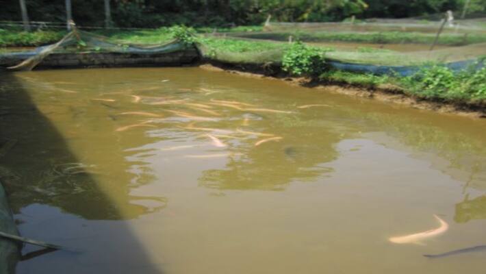 The fish in the fresh water is the nature of the soil. The fish in the fresh water is the nature of the soil.