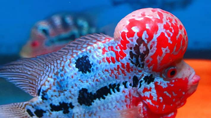 flowerhorn vastu fish