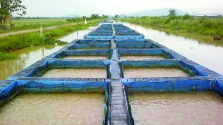 Use these tips to prevent fodder wastage during fish breeding Sure you will take care of ... Use these tips to prevent fodder wastage during fish breeding Sure you will take care of ...