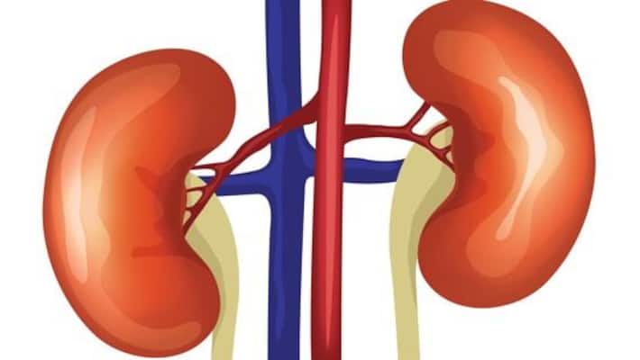 Those food maybe cause of kidney problems Those food maybe cause of kidney problems