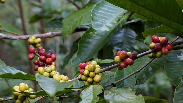 Coffee production in Karnataka to go down by 40%, thanks to Vardha