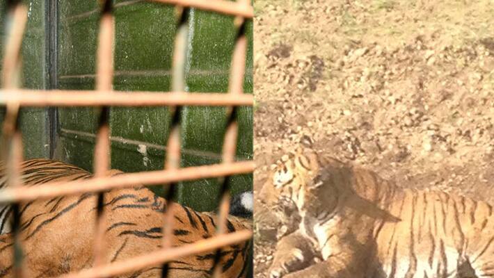 second tiger death at mysore in a week second tiger death at mysore in a week