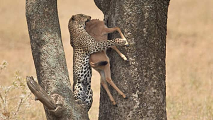 This image of a calf on a tree in Kerala is breaking the internet. Find ...