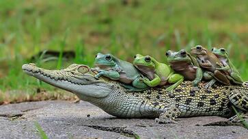 5 frogs hitch a ride on a crocodile s back because they can