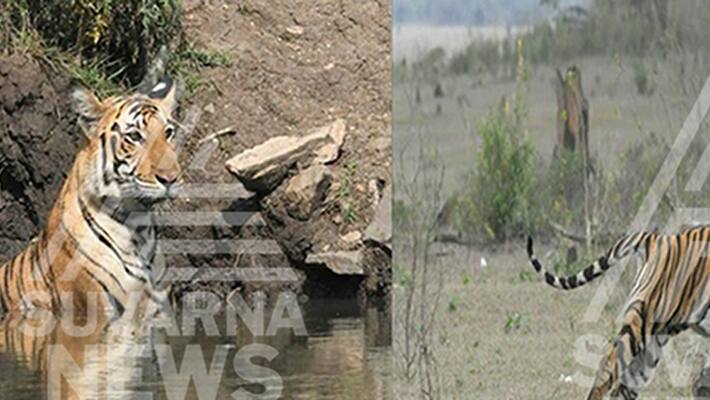 Increasing the Tiger population at nagarahole Increasing the Tiger population at nagarahole