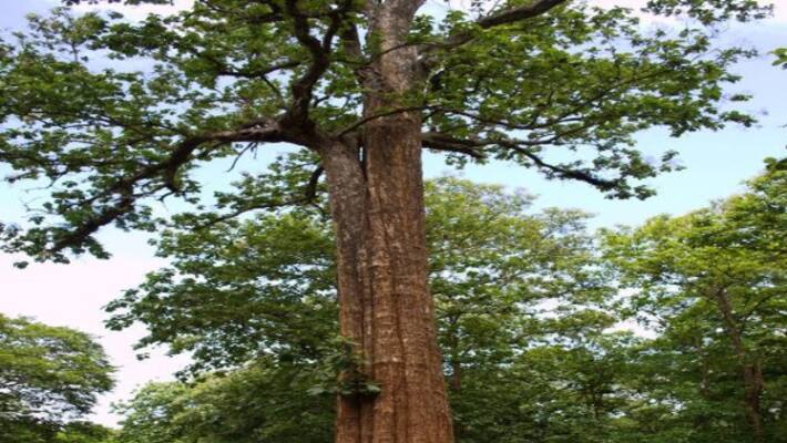 This is the best way to produce seedlings in teak tree ... This is the best way to produce seedlings in teak tree ...