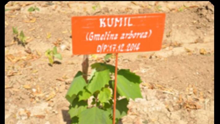 Question about the bubble tree? This is only because of its medicinal properties ... Question about the bubble tree? This is only because of its medicinal properties ...