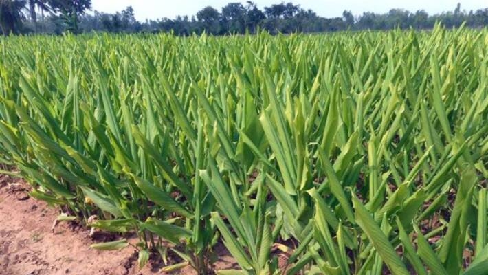 How to get rid of yellow cultivation?... How to get rid of yellow cultivation?...