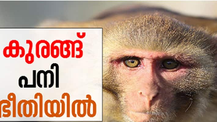 disaster management gives high alert as kfd virus confirms for the second disaster management gives high alert as kfd virus confirms for the second