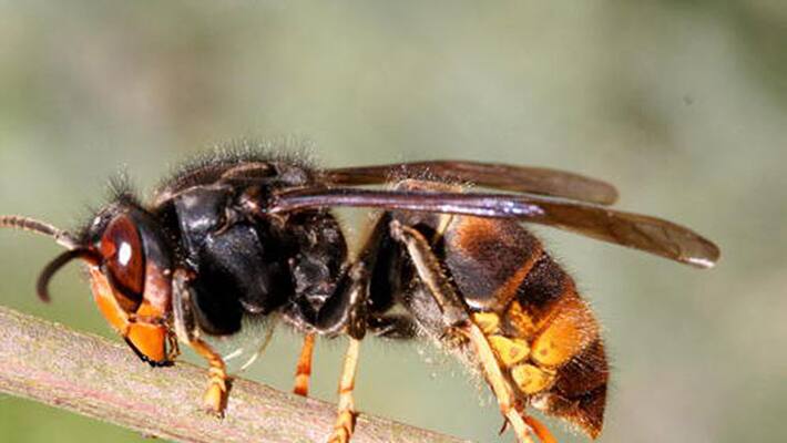 25 attacked by wasp in Choondal Thrissur 25 attacked by wasp in Choondal Thrissur