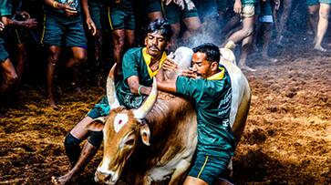 Palakkuvadi Jallikattu Tamil Nadu stepping stone future bull tamers